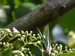 Graphium sarpedon luctatius