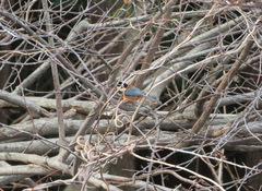 Sittiparus varius