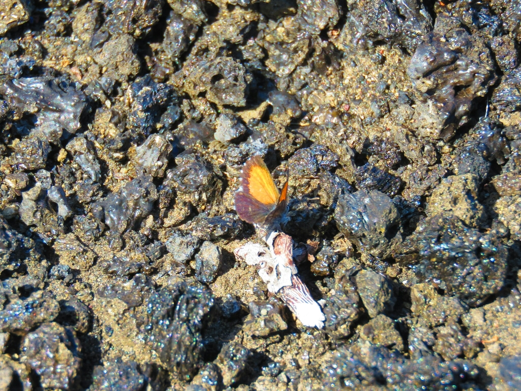 Pseudolucia vera
