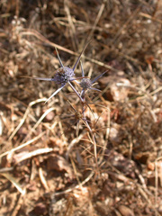 Eryngium dichotomum