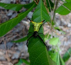 Micrathena crassispina