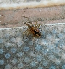 Nihonhimea tesselata