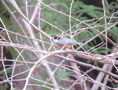 Sittiparus varius