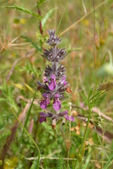 Stachys heraclea