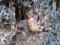Arthrosphaera