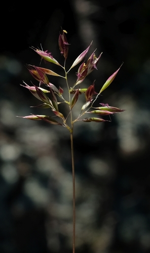 Tribolium purpureum