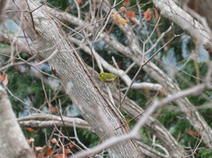 Zosterops japonicus