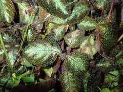 Episcia cupreata