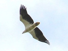 Haliaeetus leucogaster