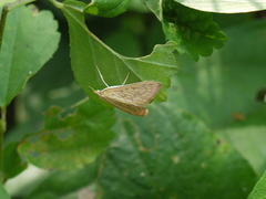 Ecpyrrhorrhoe damastesalis