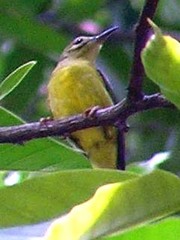 Anthreptes malacensis