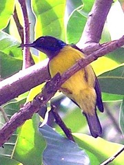 Anthreptes malacensis