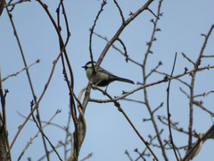 Parus minor