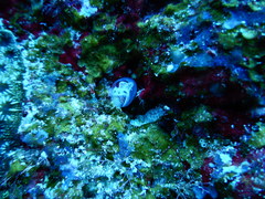 Skeleton Panda Sea Squirt photo 1