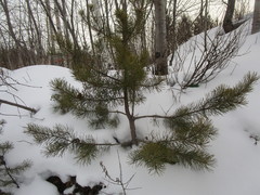 Pinus sylvestris