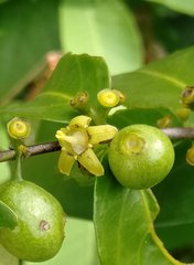 Canthium angustifolium