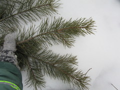 Pinus sylvestris
