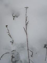 Achillea millefolium