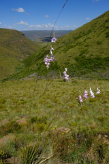 Dierama robustum