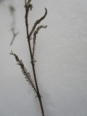 Achillea millefolium