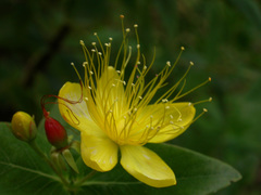Hypericum hircinum
