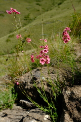 Diascia integerrima