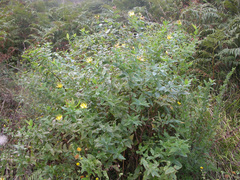 Hypericum hircinum