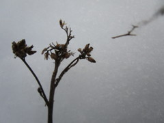 Achillea millefolium