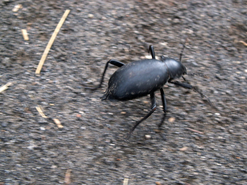 Churchyard Beetle