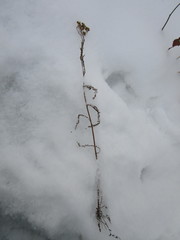 Achillea millefolium