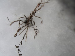 Achillea millefolium