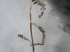 Achillea millefolium