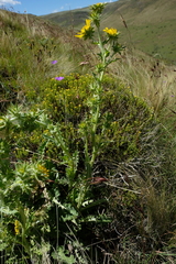 Berkheya buphthalmoides