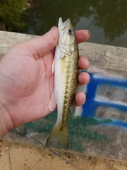 Micropterus henshalli