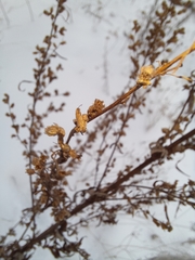 Artemisia vulgaris