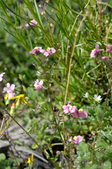 Nemesia caerulea