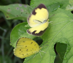 Eurema hecabe hecabe