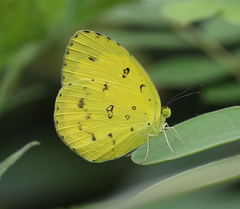 Eurema hecabe hecabe