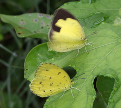 Eurema hecabe hecabe