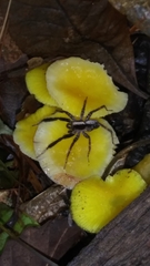 Schizocosa crassipes