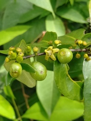 Canthium angustifolium