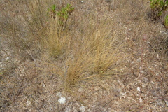 Stipa austroitalica