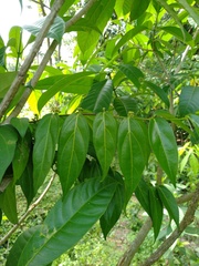 Canthium angustifolium