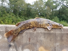 Pylodictis olivaris