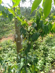 Canthium angustifolium