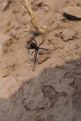 Latrodectus corallinus
