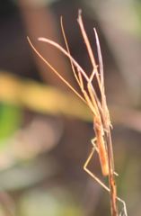 Doldina interjungens