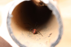 Latrodectus corallinus