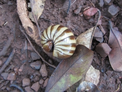 Arthrosphaera
