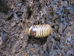 Arthrosphaera